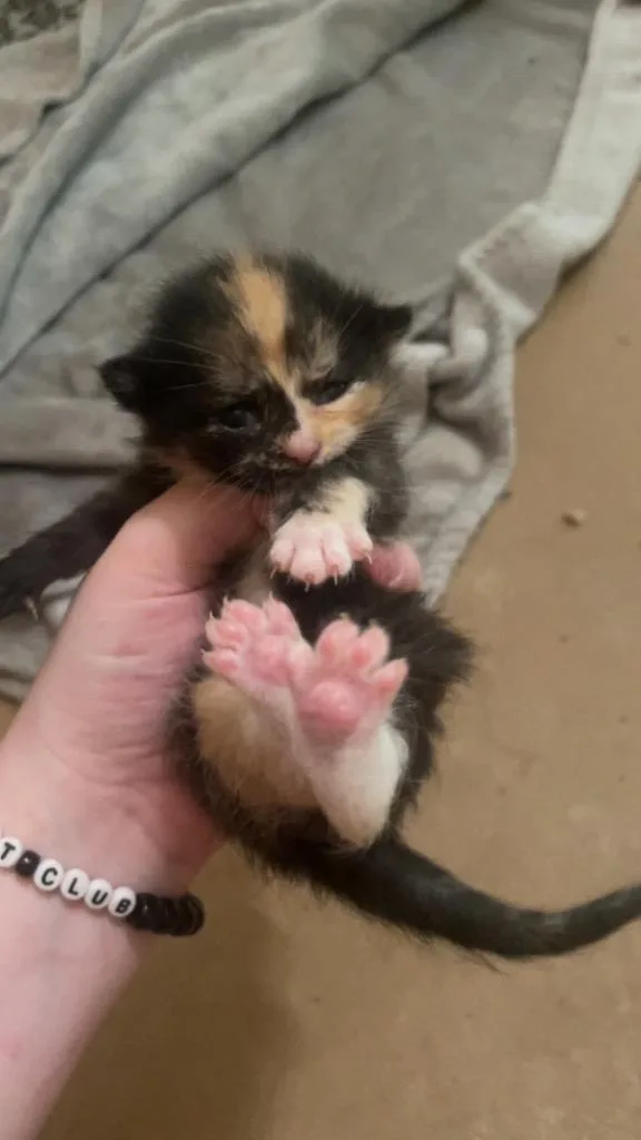 A baby medium-sized female Domestic Short Hair cat named Pumpkin for adoption in Johnson City, TN