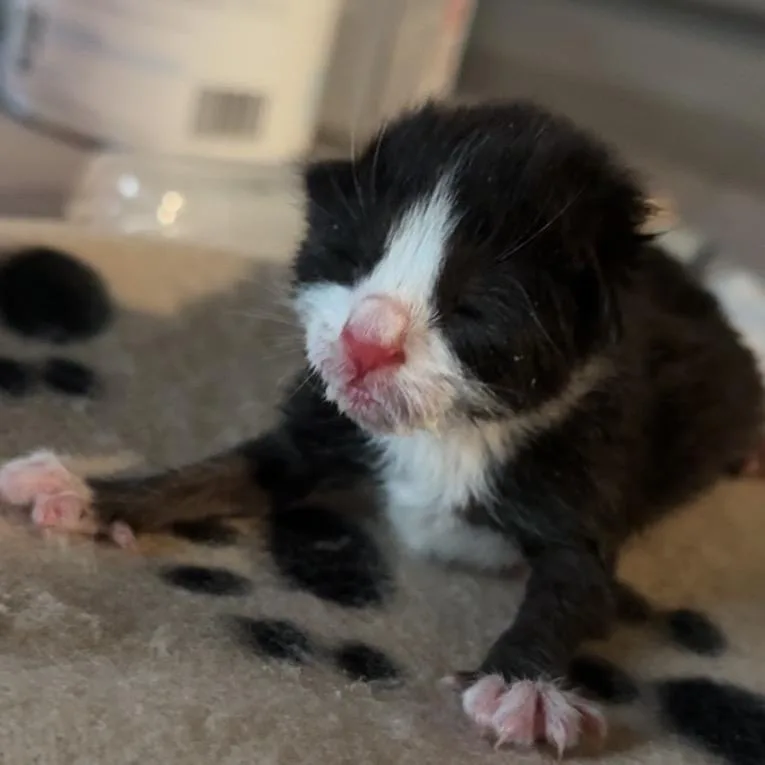 A baby small-sized male Black Domestic Short Hair cat named Sploot for adoption in Newark, DE