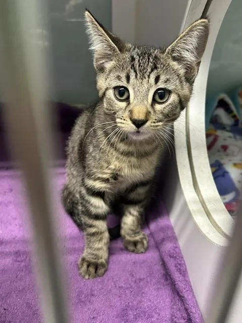 A baby small-sized male Domestic Short Hair cat named Jem for adoption in Muskegon, MI