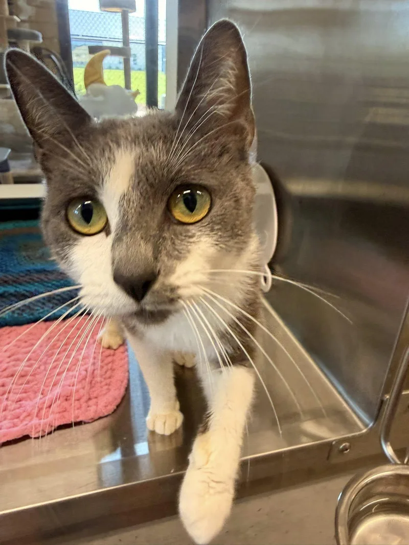 A baby small-sized female Gray & White Domestic Short Hair cat named Mockingbird for adoption in Clarksville, TN