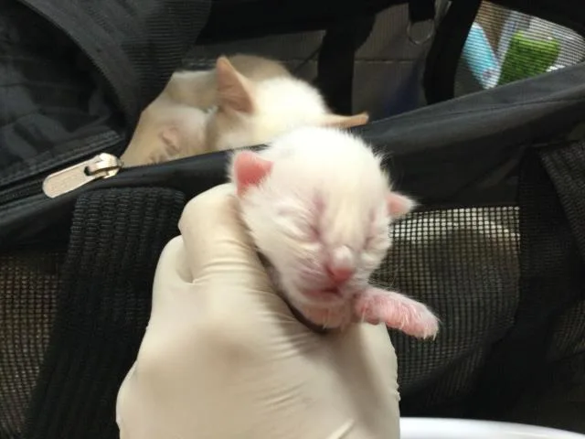 A baby small-sized male Domestic Short Hair cat named Eclipse for adoption in Thousand Palms, CA
