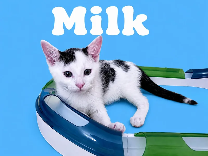 Milk thumbnail 2