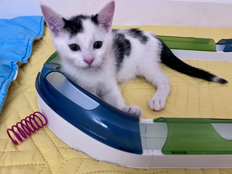 Milk thumbnail 3