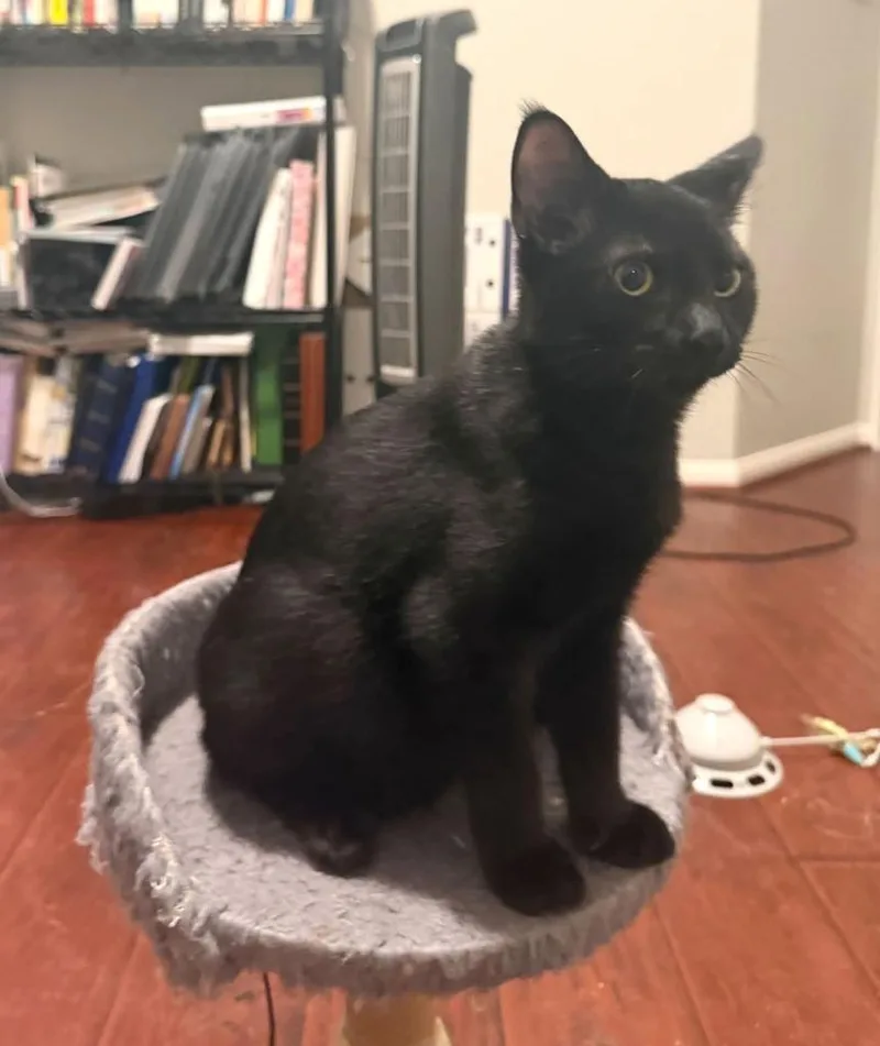A baby small-sized male Domestic Short Hair cat named Licorice for adoption in Magnolia, TX