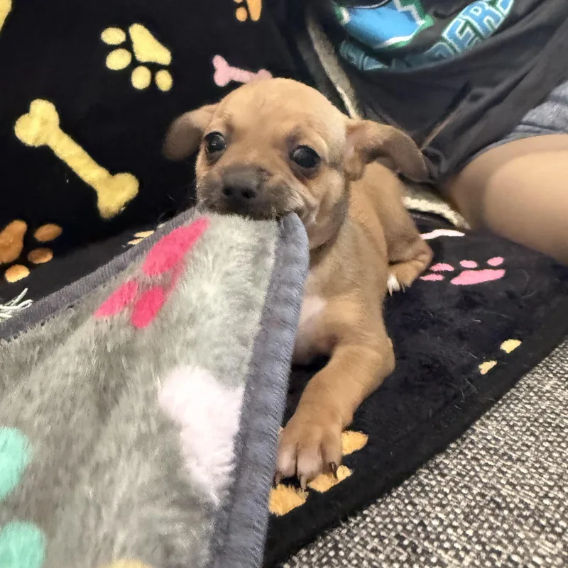 A baby small-sized male Chihuahua dog named Pepper Jack for adoption in Liverpool, TX