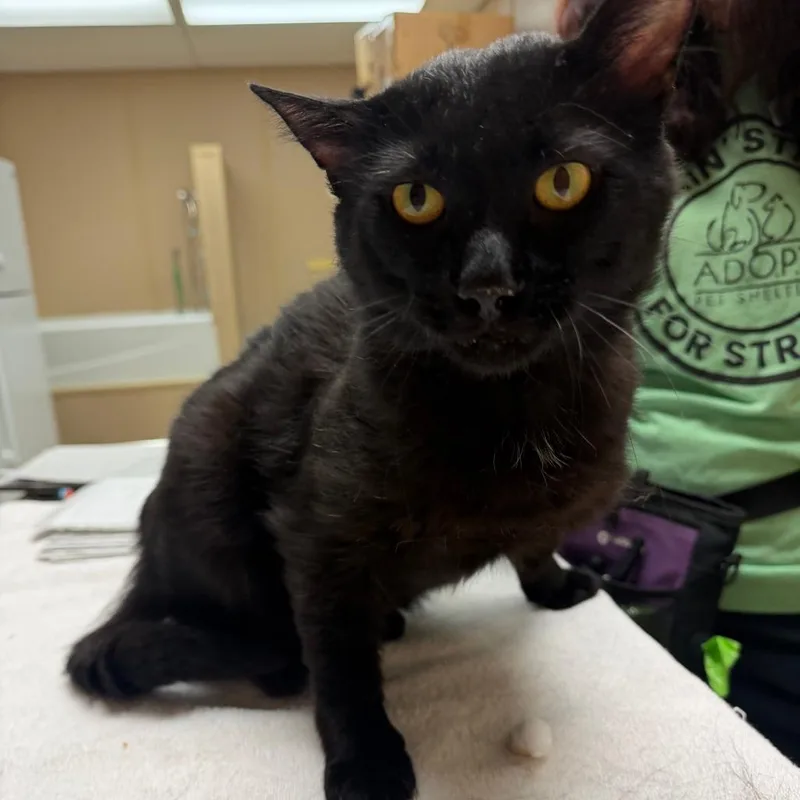 An adult large-sized male Black Domestic Short Hair cat named Scar for adoption in Naperville, IL