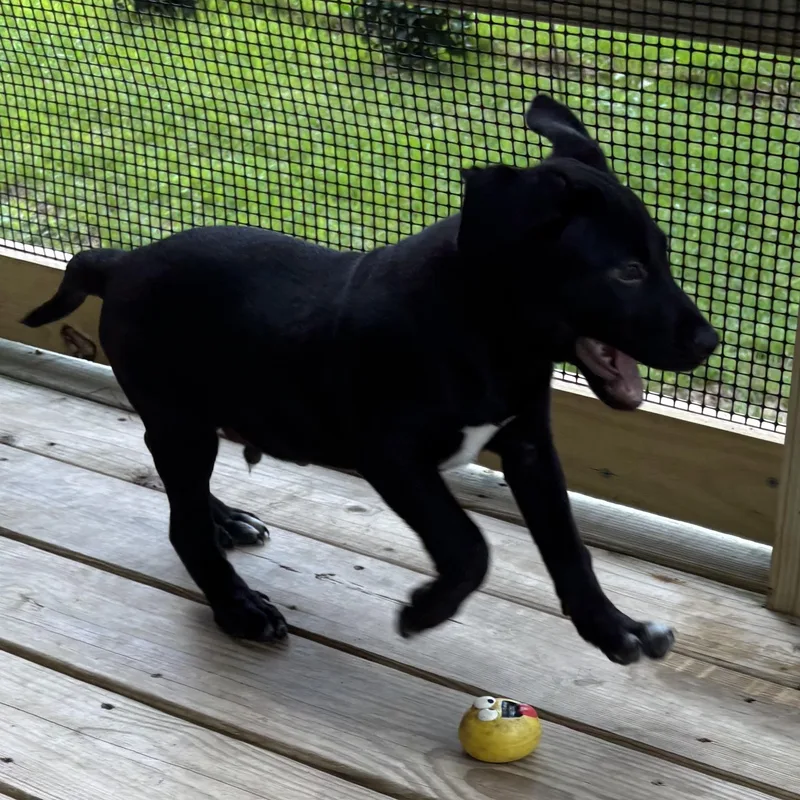 A baby medium-sized male Black Terrier dog named Ricky  A Sweet for adoption in Houston, TX