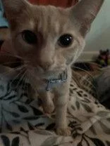 A baby small-sized male Orange / Red Domestic Short Hair cat named Wedge for adoption in Newport, KY