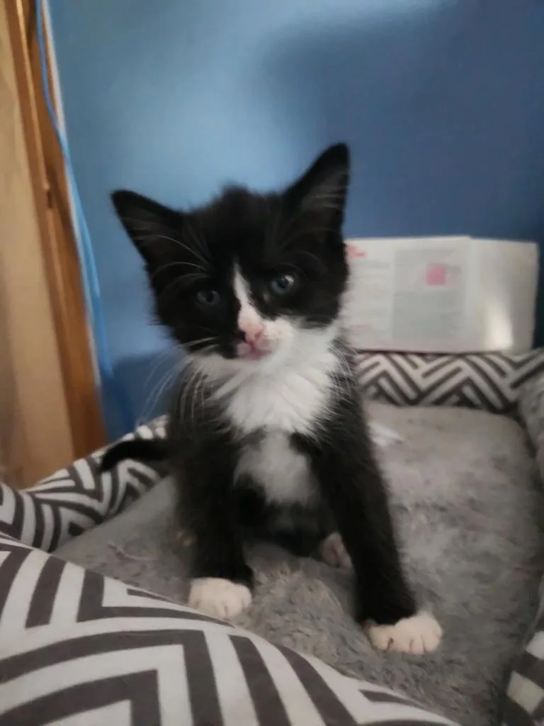 A baby medium-sized female Domestic Short Hair cat named Ostara for adoption in Parkville, MD