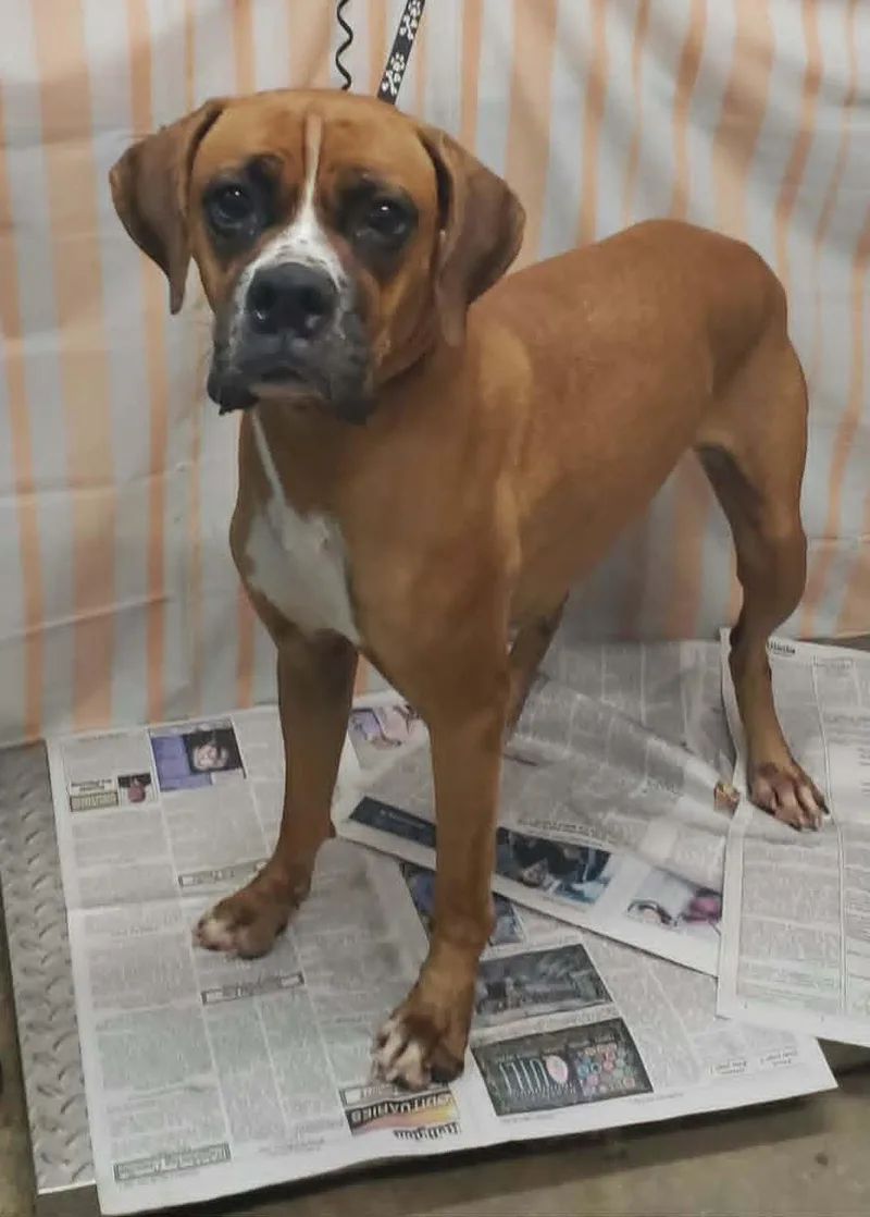 A young medium-sized female Boxer dog named Jenny for adoption in Shakopee, MN