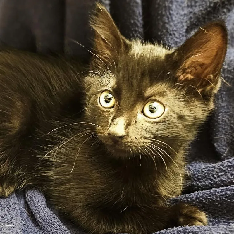 A baby small-sized female Black Domestic Short Hair cat named Dahlia for adoption in Long Beach, CA