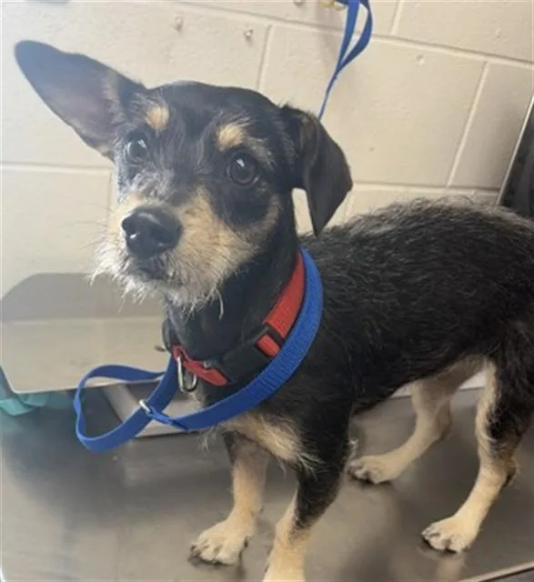 An adult small-sized female Chihuahua dog named Maggie for adoption in San Bernardino, CA