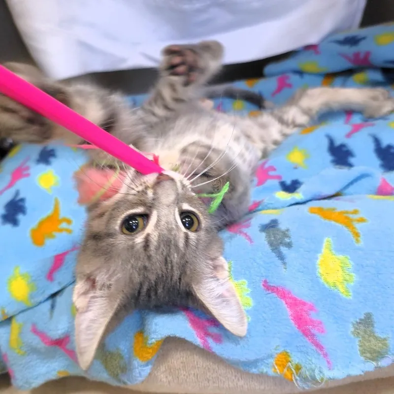 A baby small-sized male Gray / Blue / Silver Domestic Short Hair cat named Max for adoption in Michigan City, IN