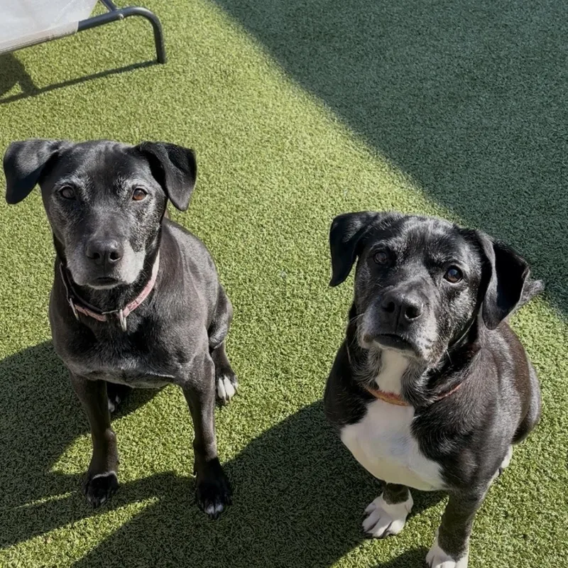 A senior medium-sized female Black Labrador Retriever dog named Angel And Joy for adoption in Mount Juliet, TN