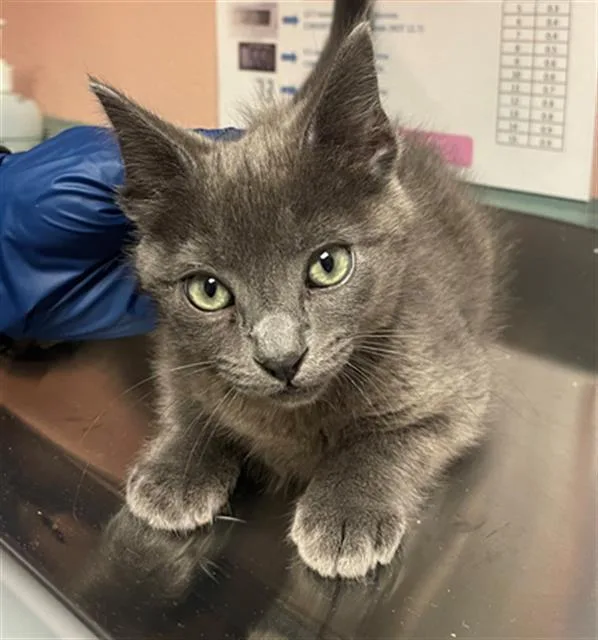 A baby small-sized male Domestic Short Hair cat named Cloud for adoption in Columbia, SC