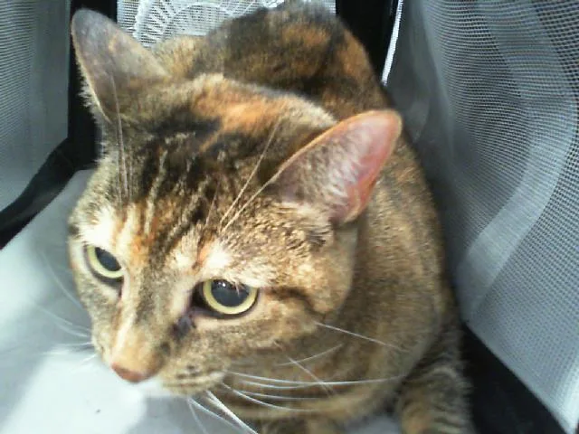 An adult medium-sized female Domestic Short Hair cat named Nala for adoption in Charlotte, NC