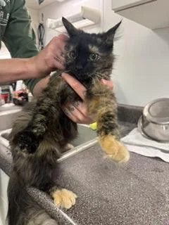 An adult small-sized female Domestic Long Hair cat named May May for adoption in South Bend, IN