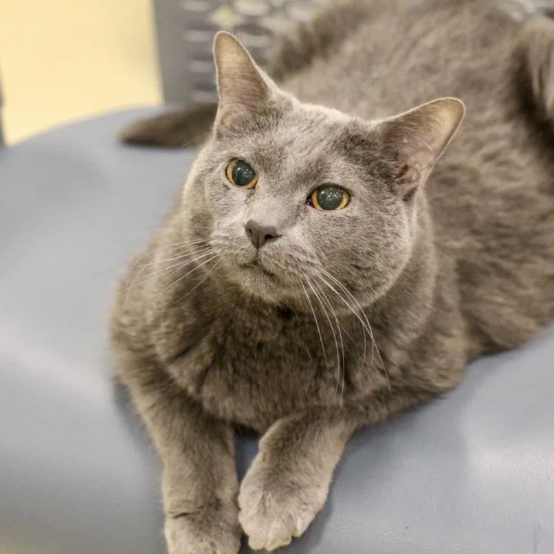 A senior small-sized male Gray / Blue / Silver Domestic Short Hair cat named Play for adoption in Briarcliff Manor, NY