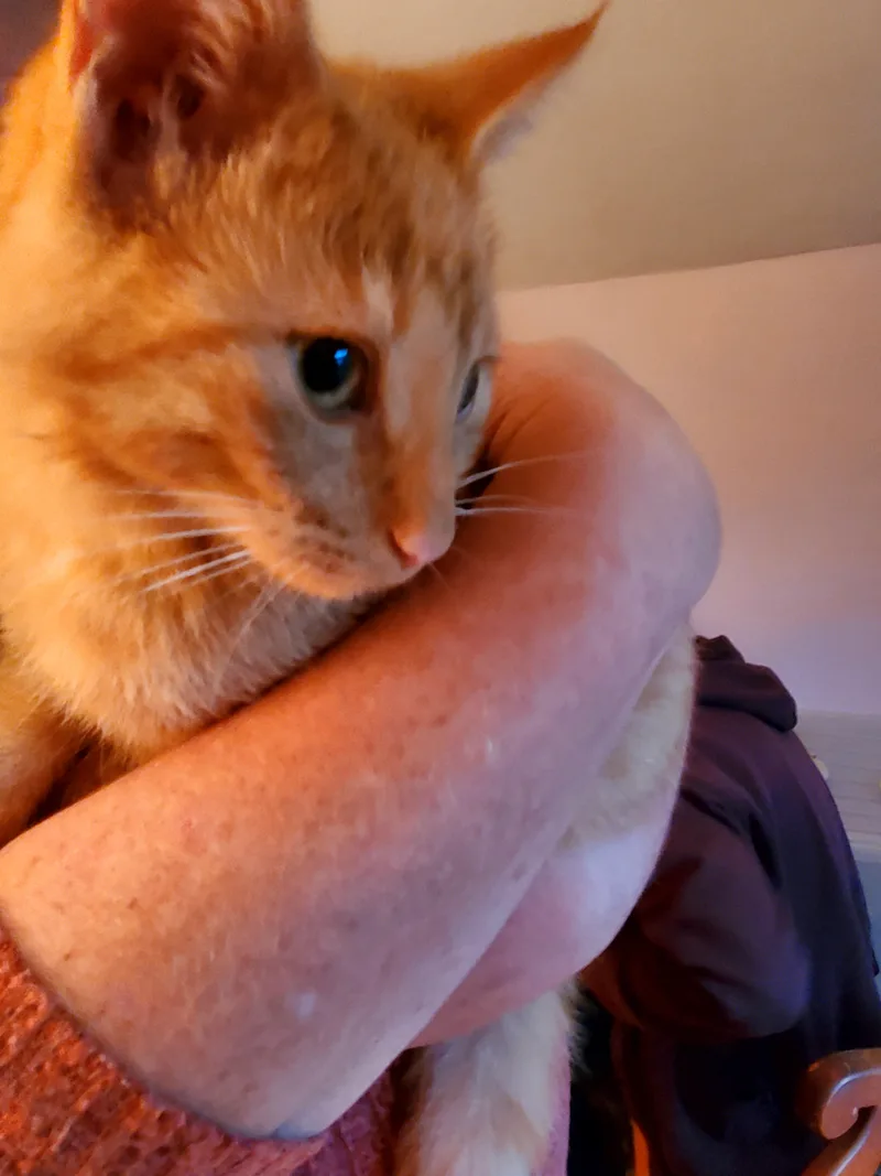 A baby large-sized male American Shorthair cat named Skippy for adoption in Gladwin, MI