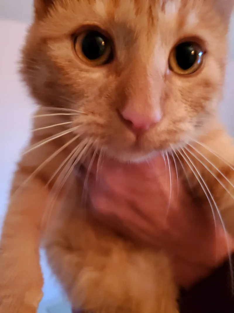 Skippy thumbnail 4