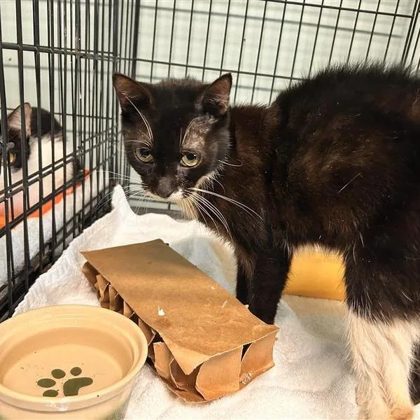 A young medium-sized female Black Domestic Short Hair cat named Packer for adoption in Freeport, FL