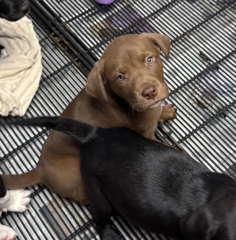 A baby medium-sized male Labrador Retriever dog named Jager for adoption in GILBERTS, IL