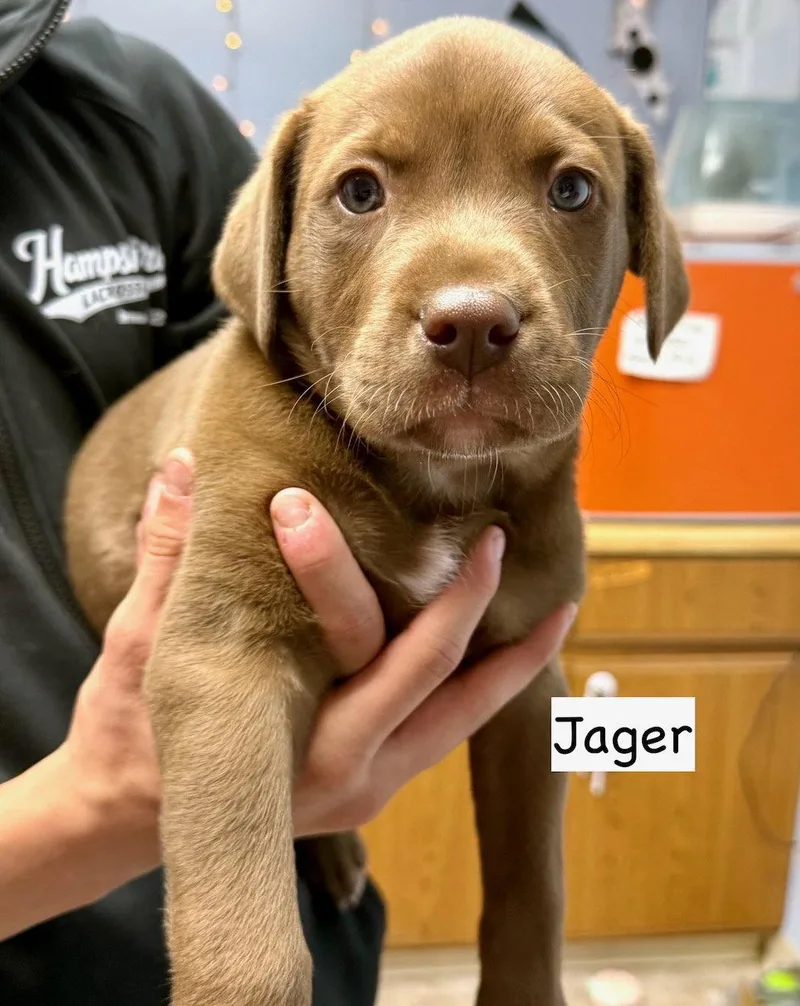 Jager thumbnail 2