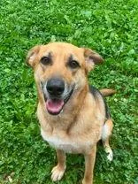 An adult medium-sized female German Shepherd Dog dog named Athena for adoption in Point Pleasant, WV