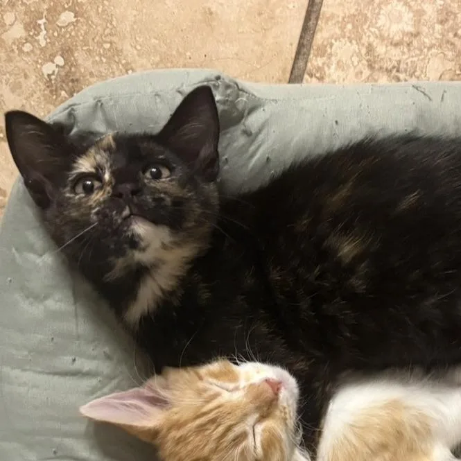 A baby small-sized female Domestic Short Hair cat named Donut for adoption in San Antonio, TX