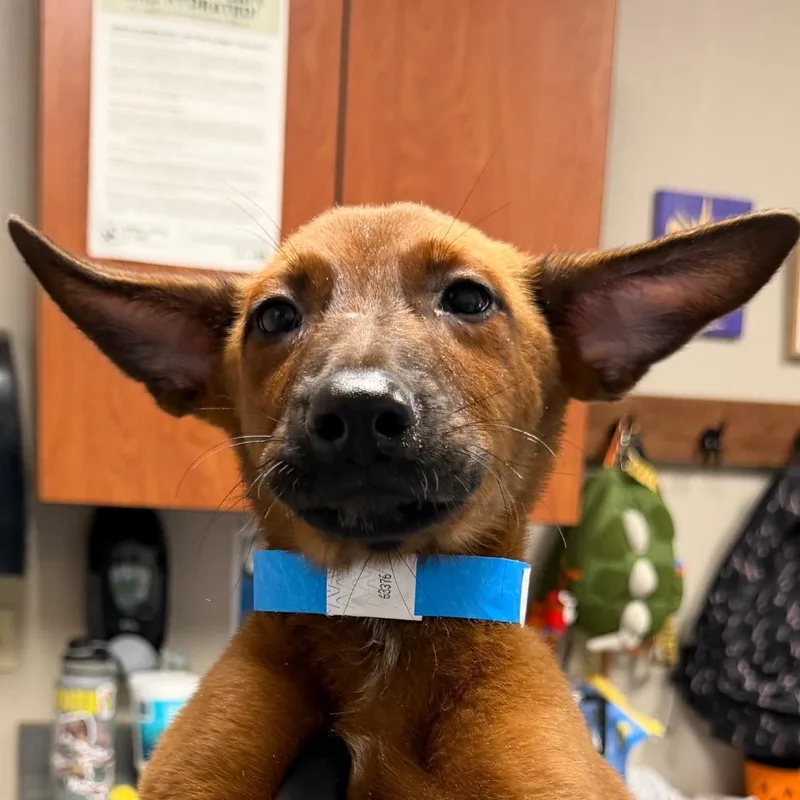 A baby small-sized male Red / Chestnut / Orange Belgian Shepherd / Malinois dog named Scrappy for adoption in Yuma, AZ