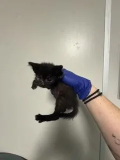 A baby small-sized female Domestic Short Hair cat named Syndel for adoption in Miami, FL