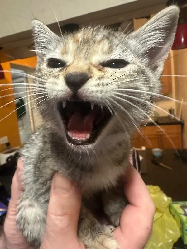 España thumbnail 2