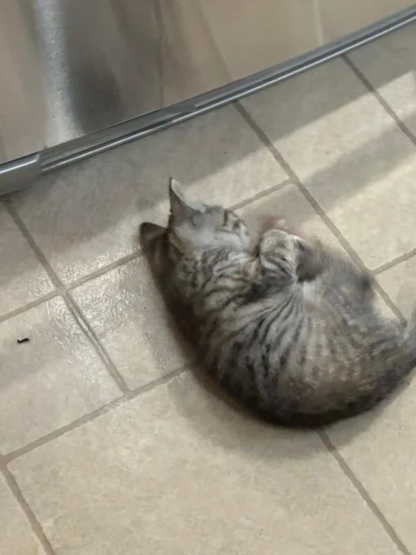 España thumbnail 3