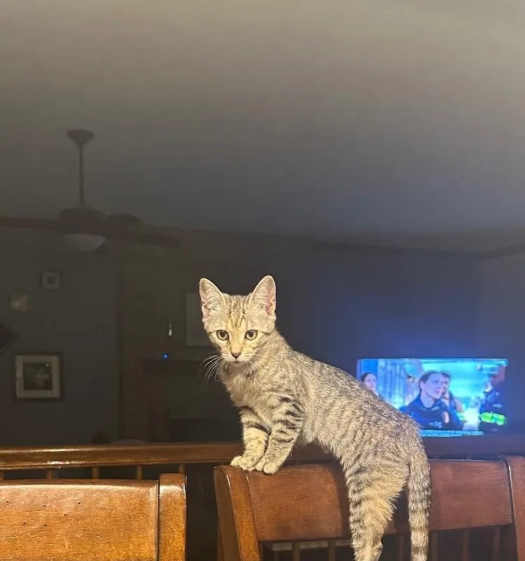 España thumbnail 4