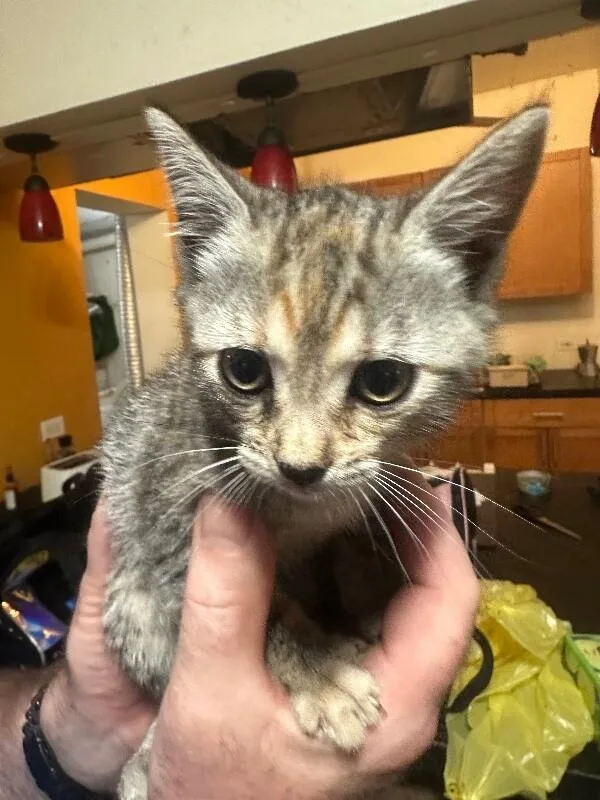 España thumbnail 6