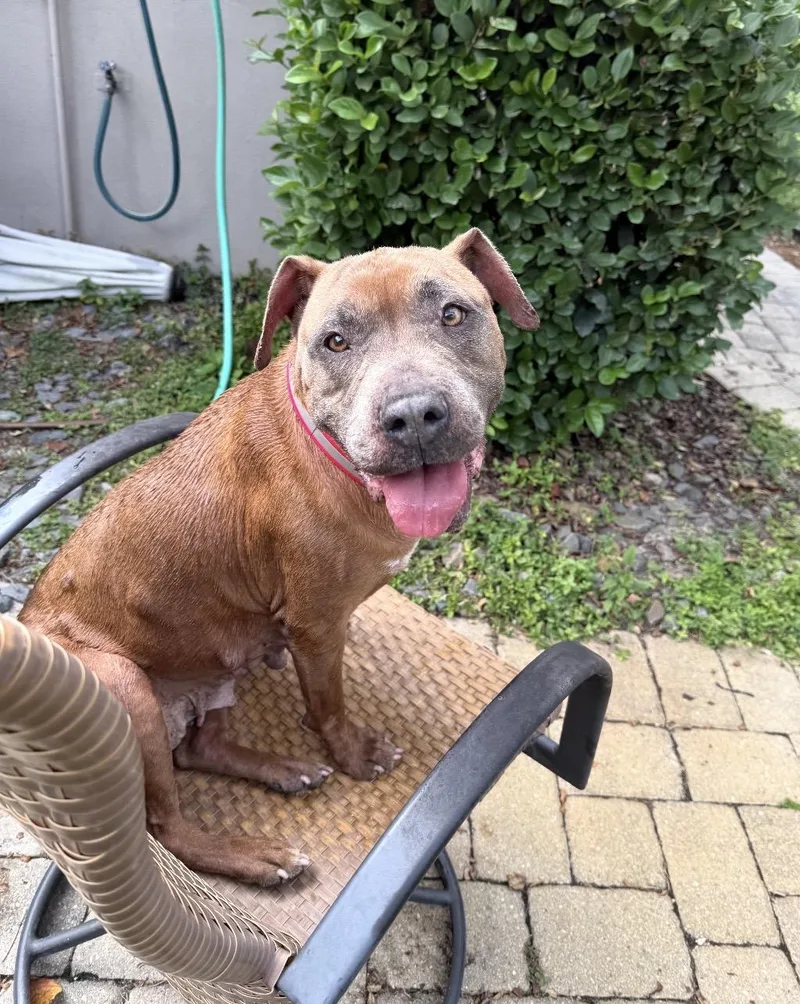 Caramela thumbnail 4