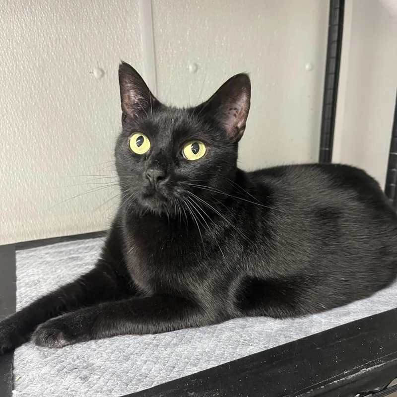 Maleficent thumbnail 2