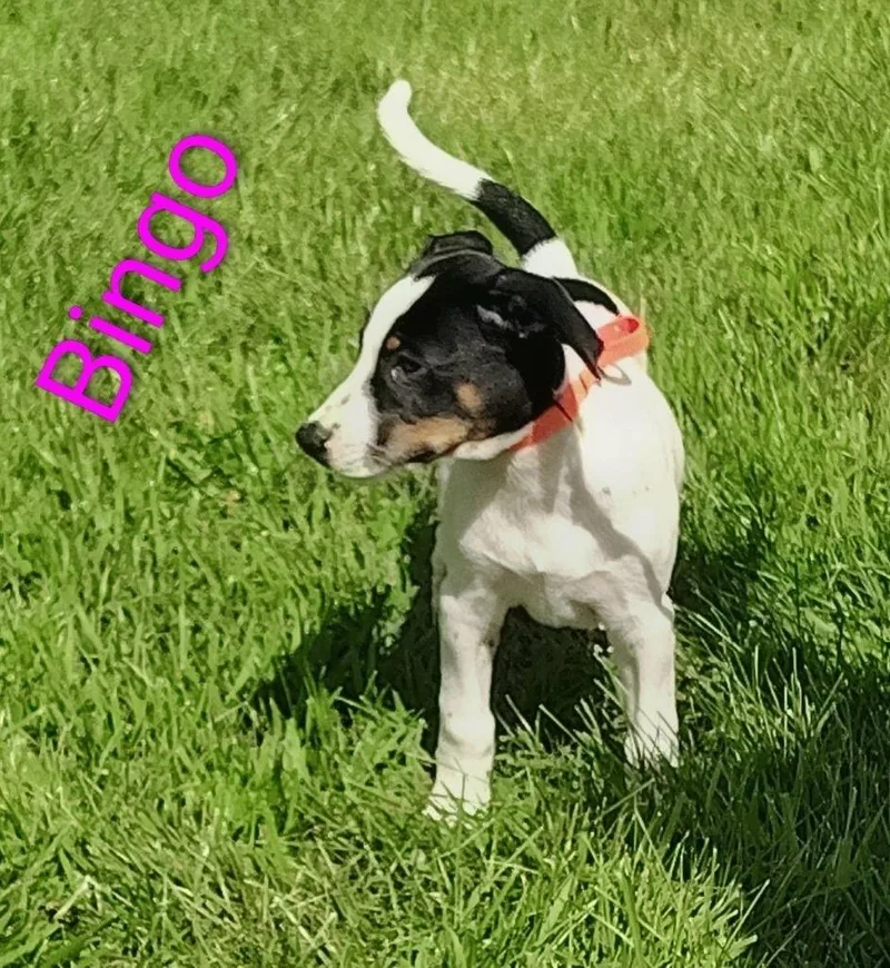 A baby medium-sized female Pointer dog named Bingo for adoption in Kendallville, IN