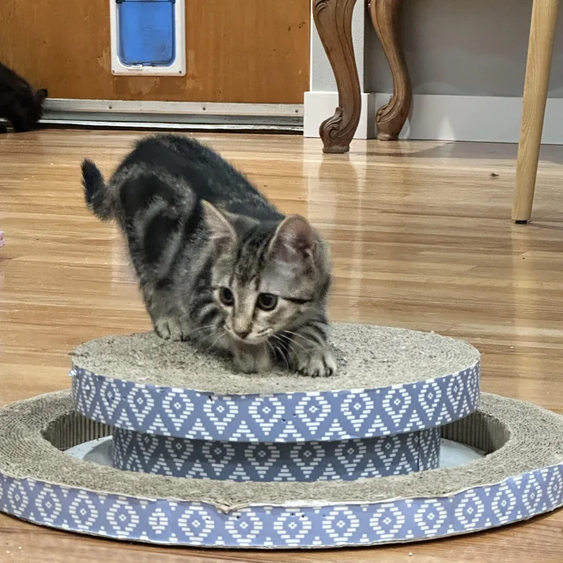 A baby medium-sized female Tabby (Buff / Tan / Fawn) Domestic Short Hair cat named Ruby for adoption in Burlington, WA