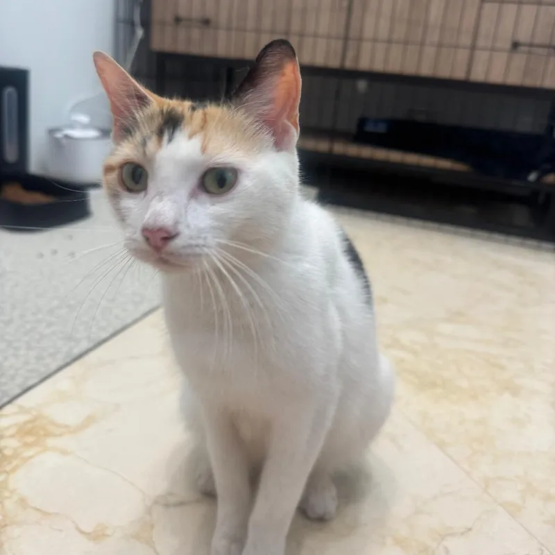 A young medium-sized female White Domestic Short Hair cat named Pearl for adoption in Fort Lauderdale, FL