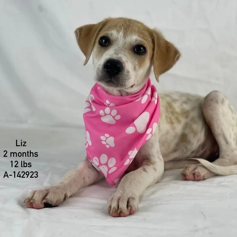 Liz Local Sept