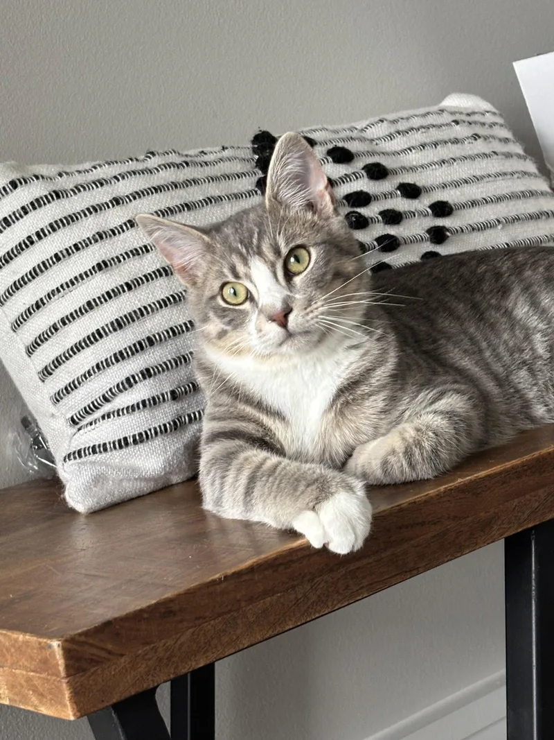 A young medium-sized male Domestic Short Hair cat named Forest for adoption in King George, VA