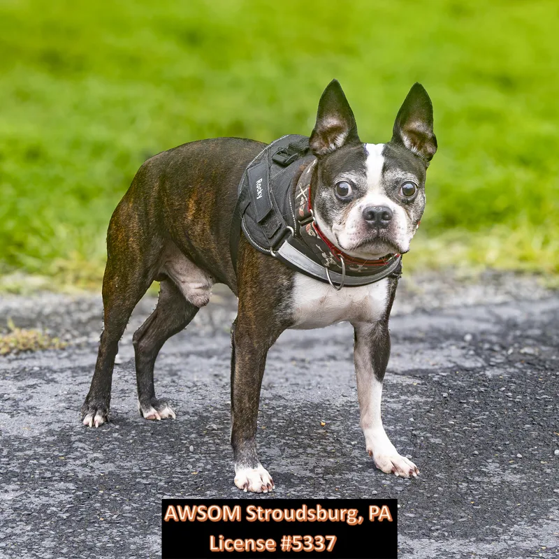A senior medium-sized male Brindle Boston Terrier dog named Rocky for adoption in Stroudsburg, PA
