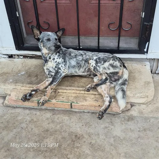 A young medium-sized male Australian Cattle Dog / Blue Heeler dog named Benny for adoption in San Antonio, TX