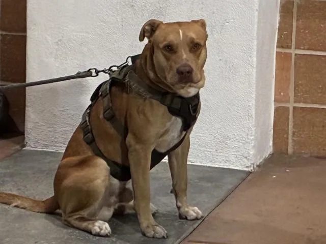 An adult large-sized male Pit Bull Terrier dog named Dozer for adoption in Rancho Cucamonga, CA