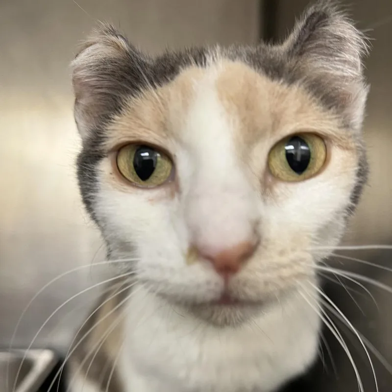 An adult medium-sized female Calico Domestic Short Hair cat named Tyra for adoption in Pekin, IL