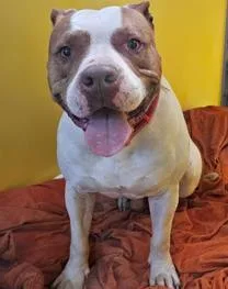An adult large-sized male Pit Bull Terrier dog named Junebug for adoption in Kansas City, MO