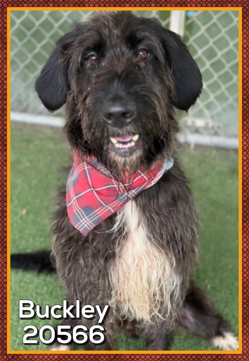 A young large-sized male Black Irish Wolfhound dog named Buckley for adoption in Marietta, GA