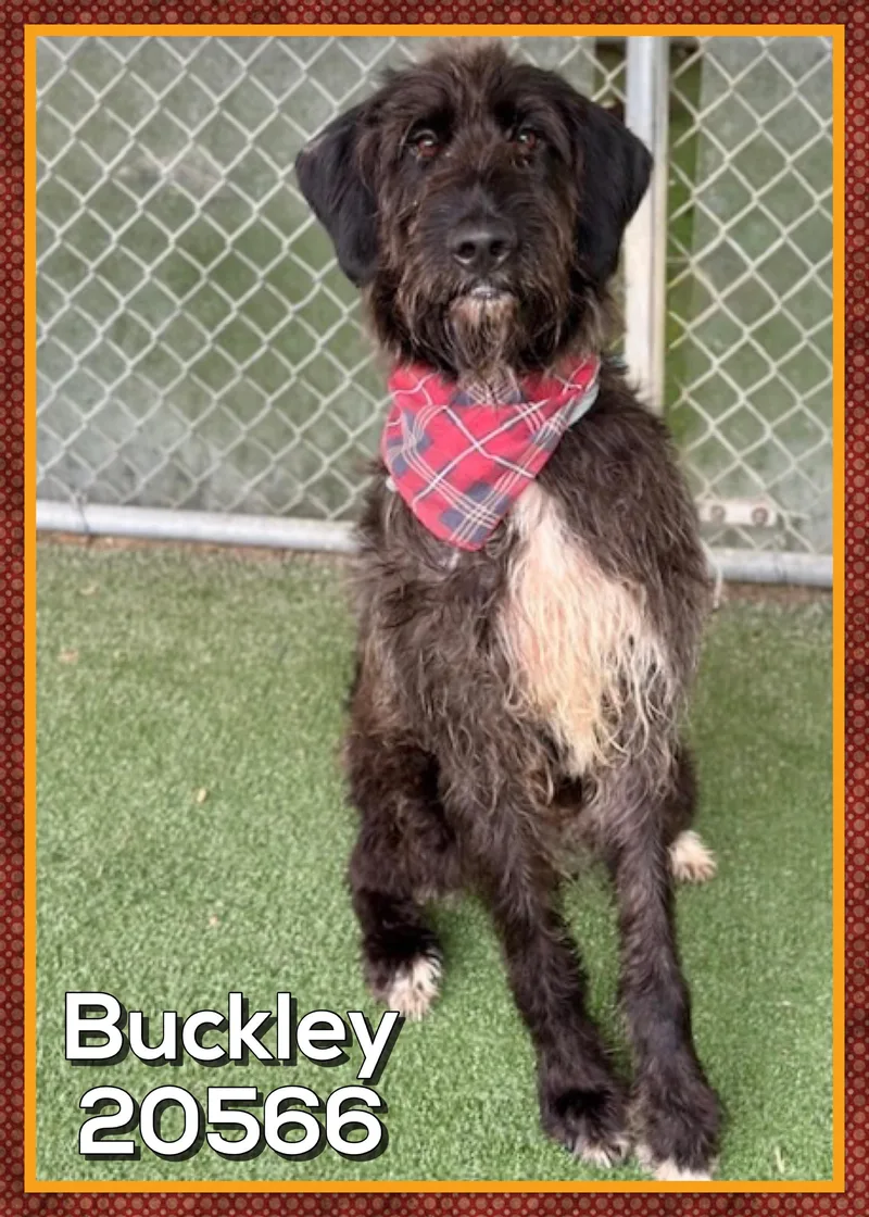 Buckley thumbnail 2