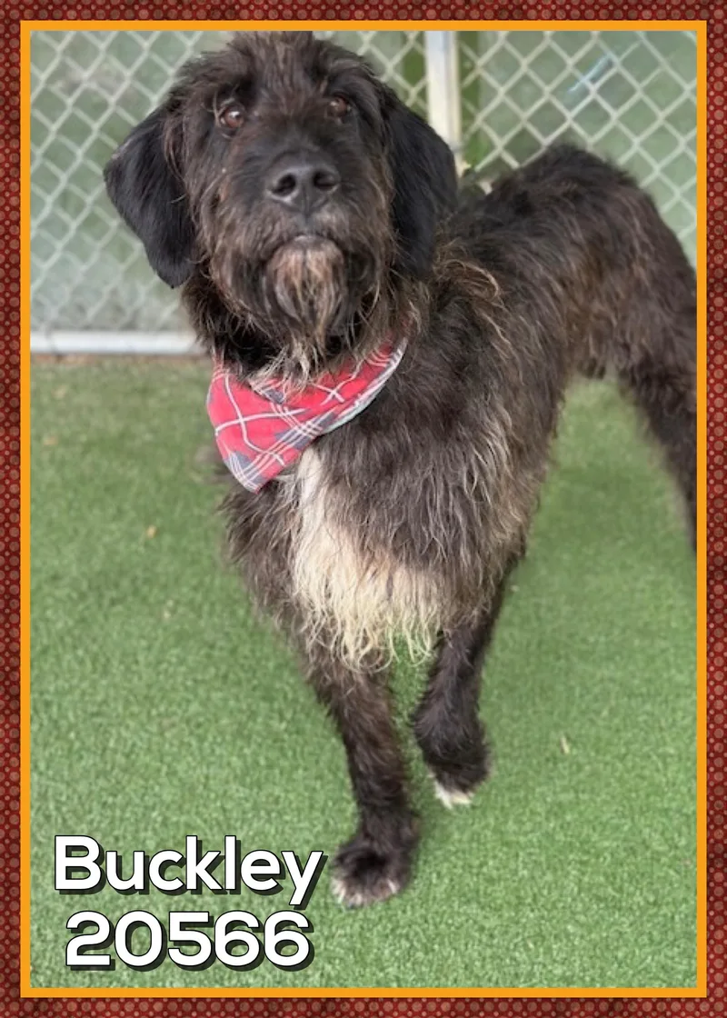 Buckley thumbnail 4